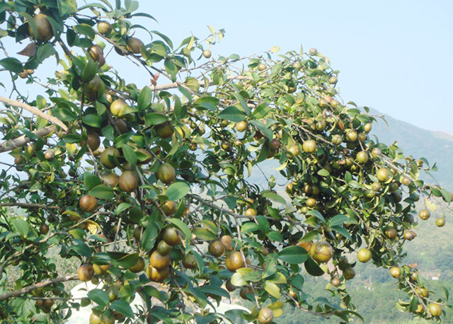 高產油茶掛果