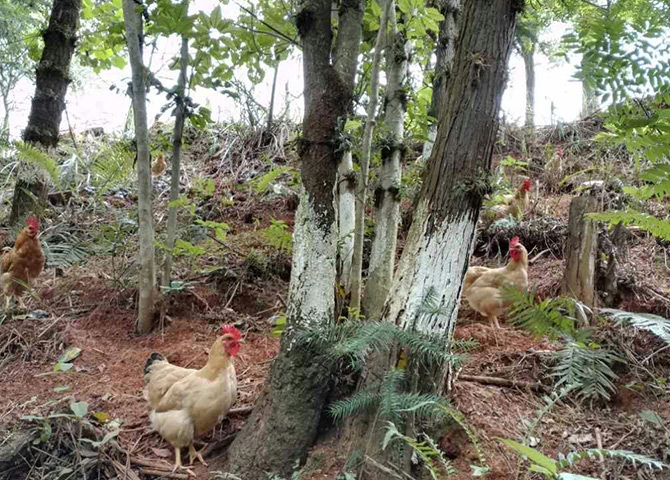 石斛林下養的土雞