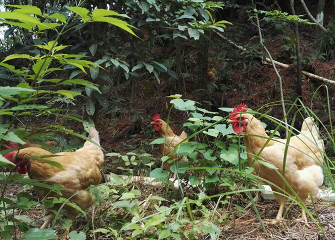 石斛林下養的土雞